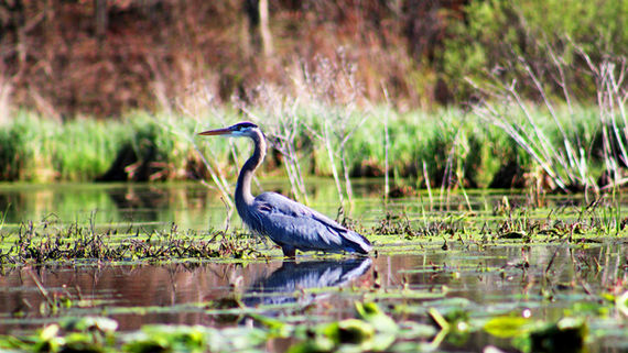 Coastal wetland in Acadiana supporting migratory birds
