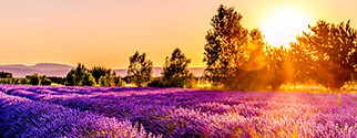 Lavender Fields France