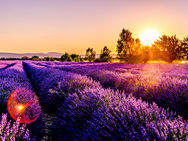 Lavender fields in the South of France