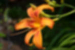 Thumbnail: Daylily (Hemerocallis)