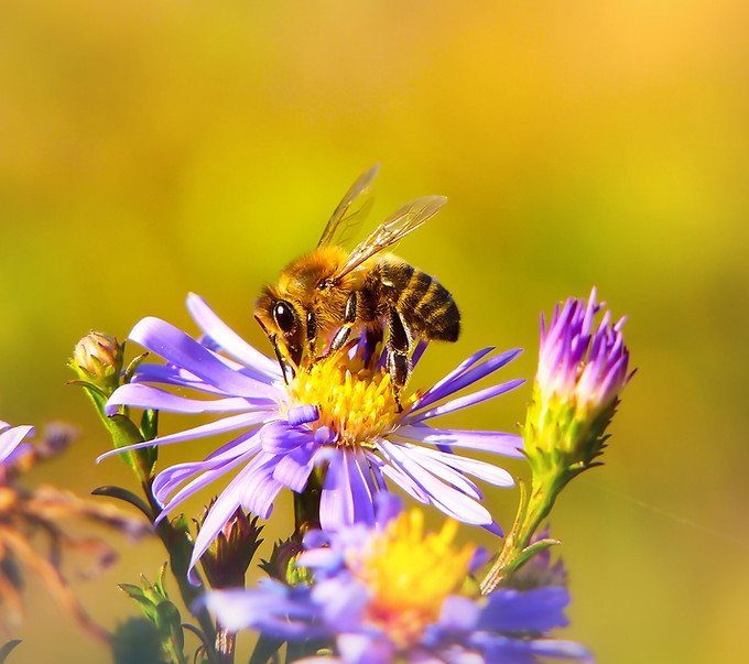Image by Krzysztof  Niewolny