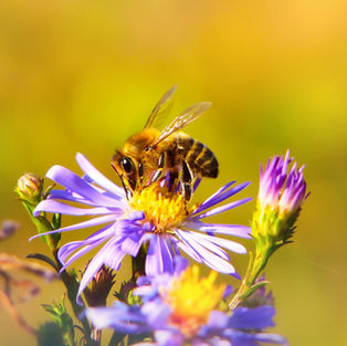 Bienenweiden für Wildbienen & Co.