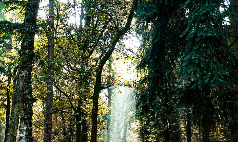 Image by Liam Charmer