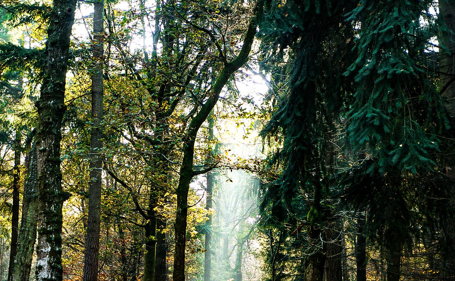 Image by Liam Charmer