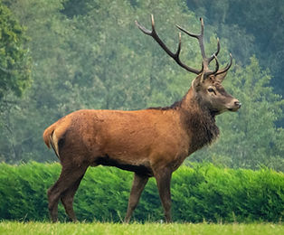 Image by Nick Fewings