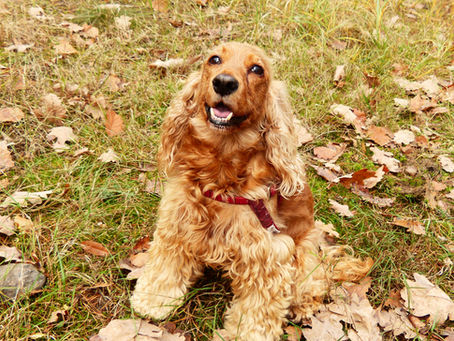     Golden Greavesamor cocker spaniel in a field surrounded by leaves in autumn in West Yorkshire