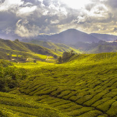 Qué ver en las Cameron Highlands ¡Este lugar es Mágico!