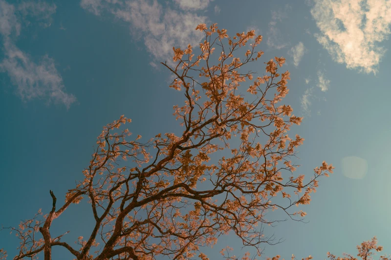 A tree with delicate branches reaching toward a soft blue sky, lit by warm sunlight, creating a peaceful and uplifting atmosphere.