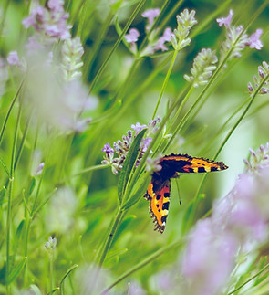 Image by Emiel Molenaar