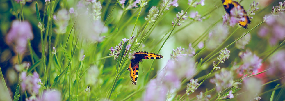 Image by Emiel Molenaar