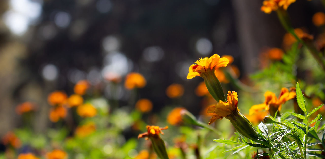 Image by Mohammad Emami