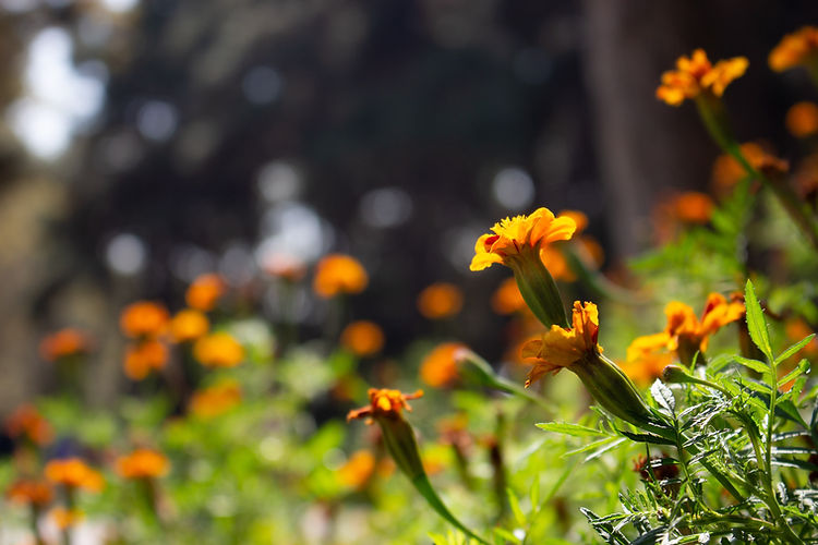 Image by Mohammad Emami