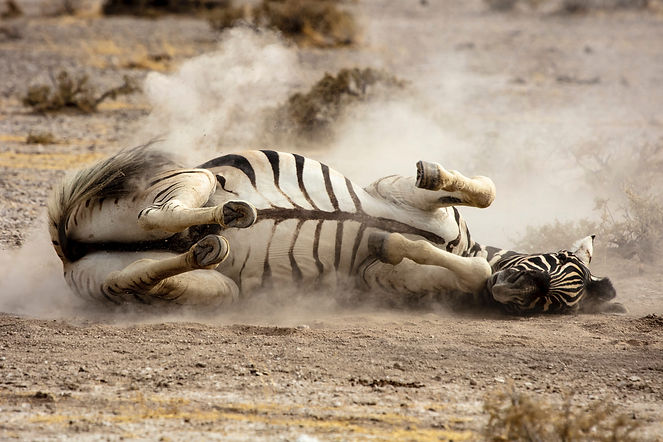 Image by Alan J. Hendry