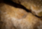 Just For Kids: Learn about Fossil Imprints