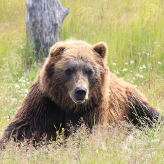 bear Alaska wildlife