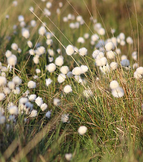 Image by Lidia Nikole