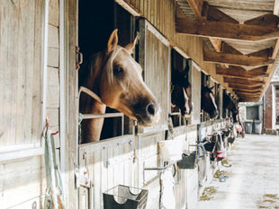Acupressure Points to Prevent Equine Colic