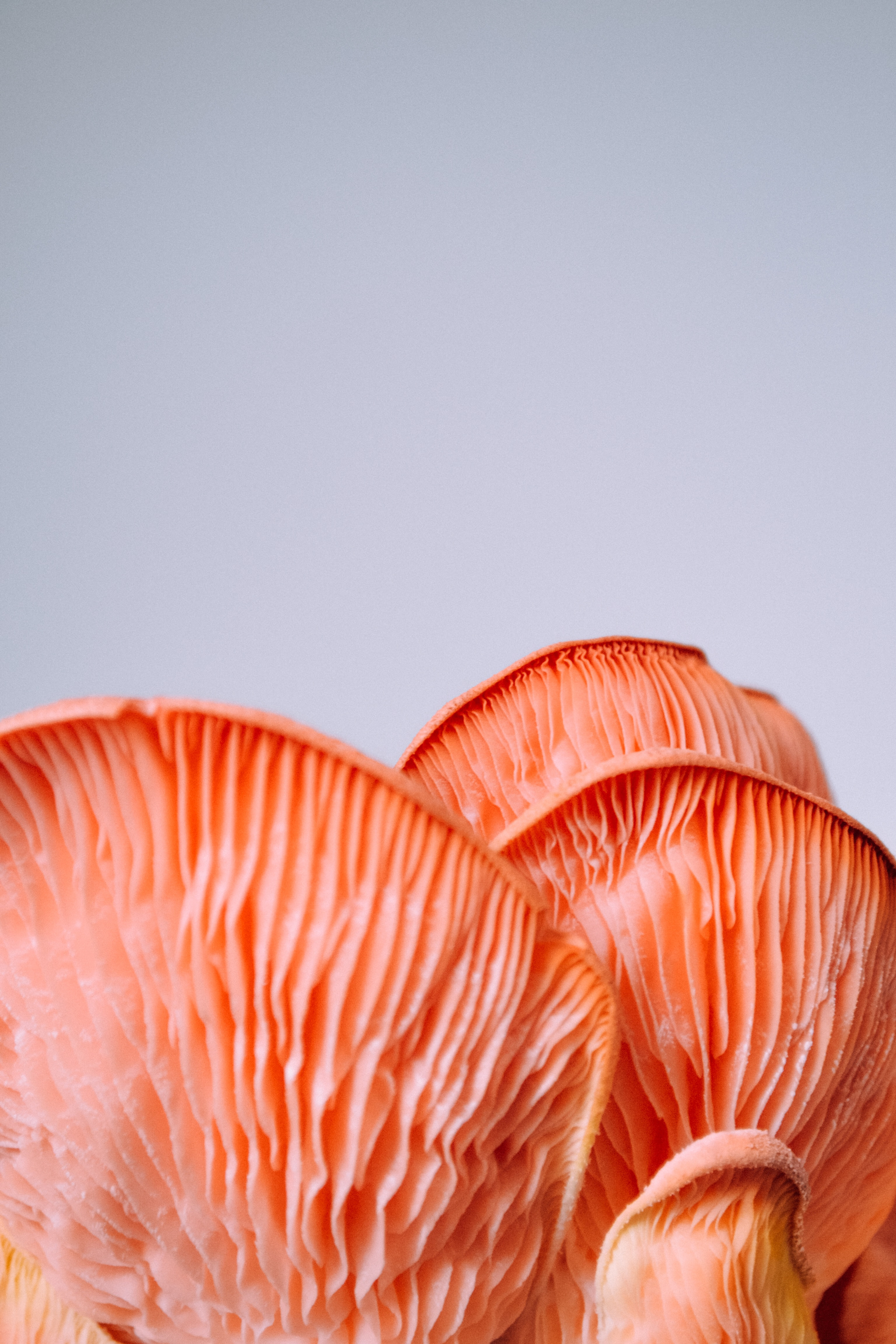 Pink Oyster Mushrooms