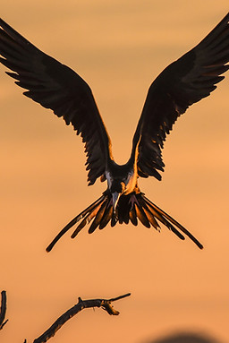 Image by Chris Sabor