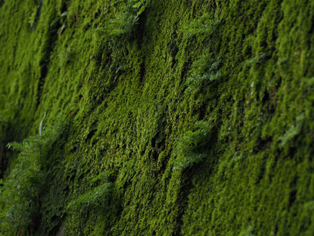 Safeguard Your Property with Stag Softwash's Algae and Moss Removal Solutions