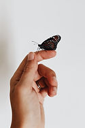 Image by Amy Humphries