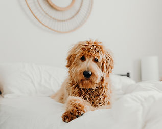 goldendoodle breeder