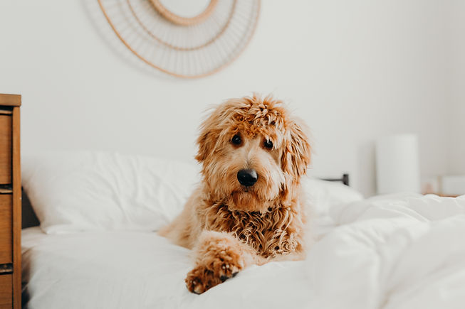 Image by Brooke Cagle