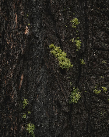 Image by Yann Allegre