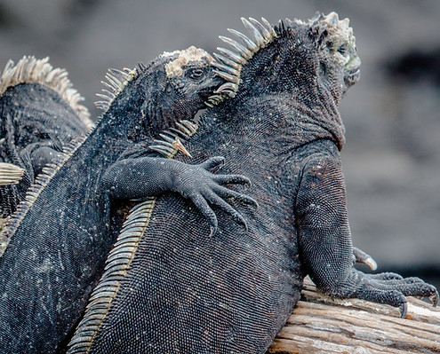 Image by Alan Alquist