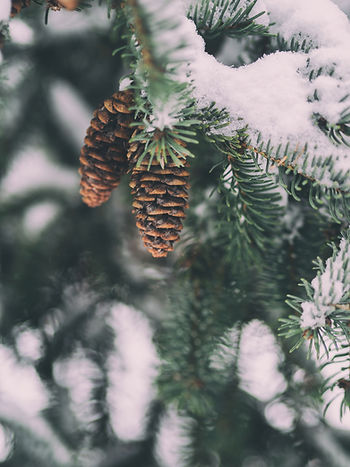Close-up of snowy pine branches with brown pinecones, covered in white snow. The background is blurred, creating a calm, wintery scene.