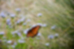 Breaking out of the cocoon: reflective movement workshop