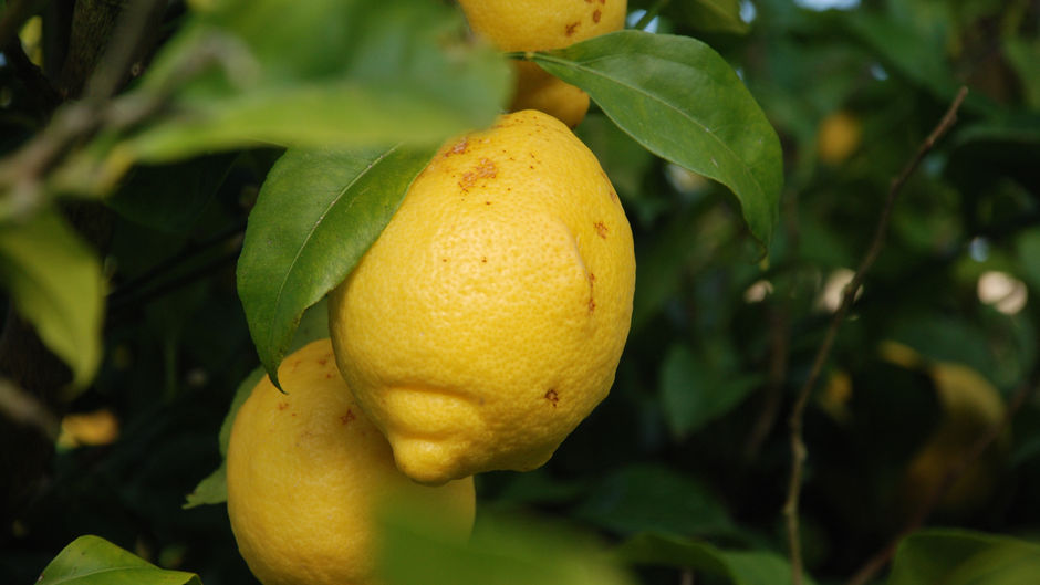 Crema al Limone