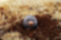 mole, Image by ahmad kanbar