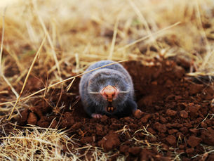 Secret Lives Under the Snow: Identifying Voles vs. Moles