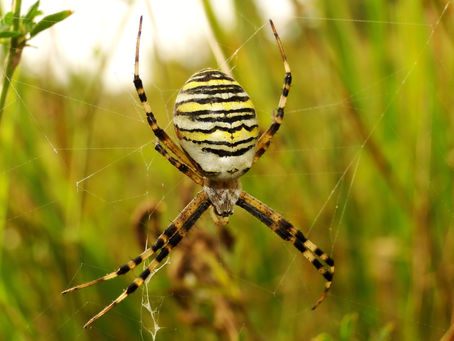 It's a bird, it's a plane..it's a banana spider!