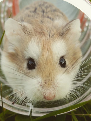 hamster in a play tunnel