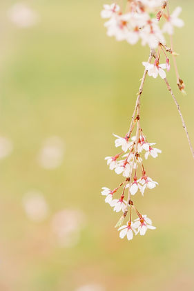 Image by Kumiko SHIMIZU