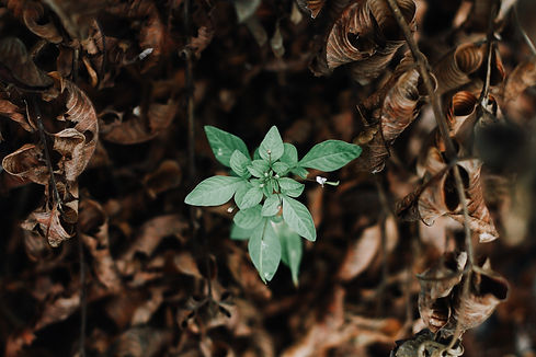 Image by Luke Carliff