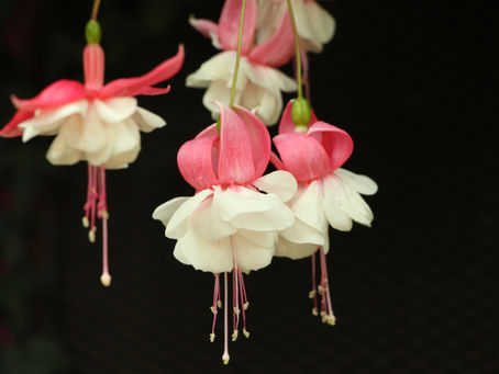 Confessions Of A Dying Man by Trisha Rapley...