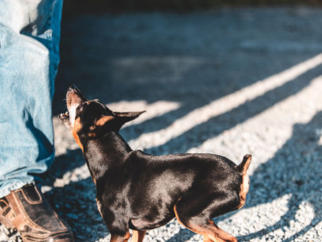 The Secret of Doggy Love