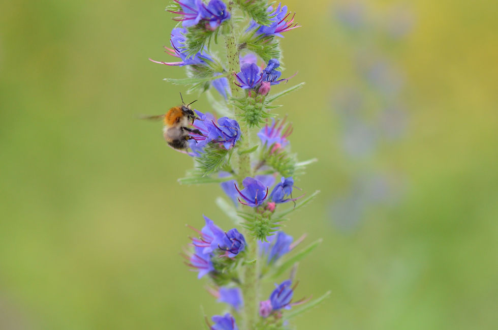 bee on a purple plant