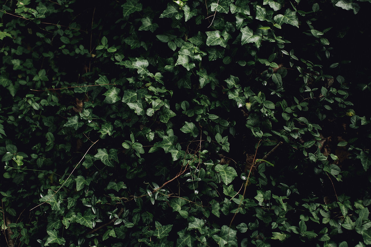 Image by Emma Frances Logan