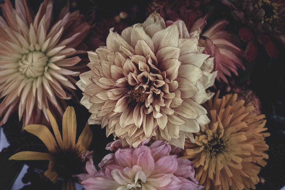 Image by Dallas Reedy