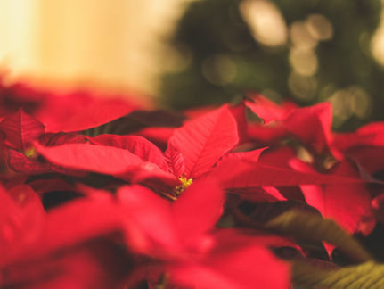 Annual Poinsettia Sale