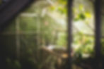 Image is of the inside of a greenhouse with plants all around.