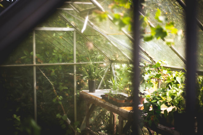 Greenhouse Plant
