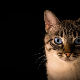 From African Savanna to Your Sofa: The Cat Domestication Story