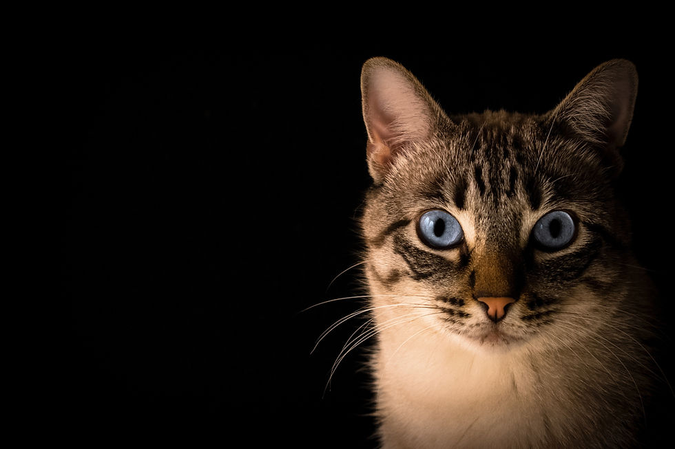 cats sees us as equals