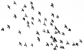 Image by Mehdi Sepehri