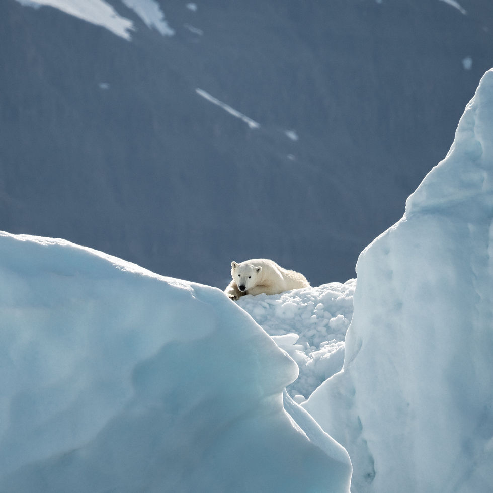 Image by Annie Spratt